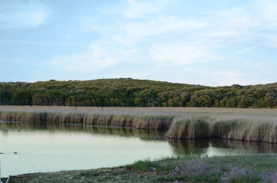 The Palud swamp in Rovinj - 1