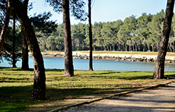 Cuvi